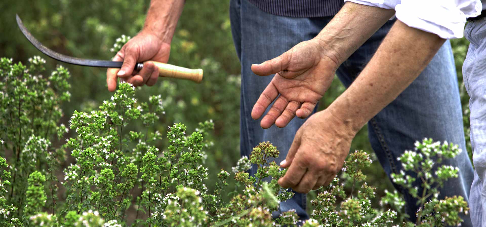Filippone zioła włoskie oregano